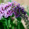 Buddleia davidii
